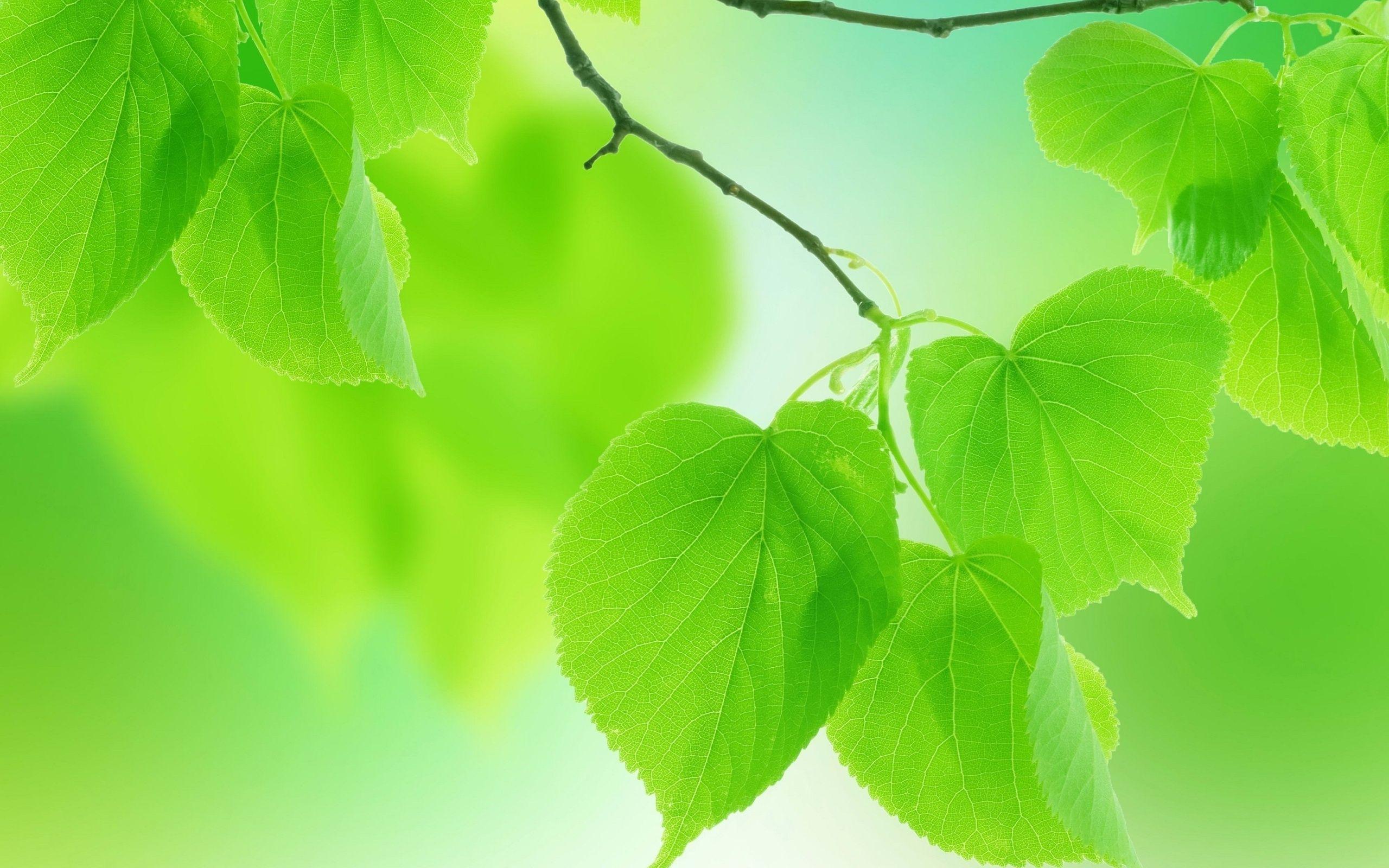 2560x1600 Leaf s wallpaperx1600