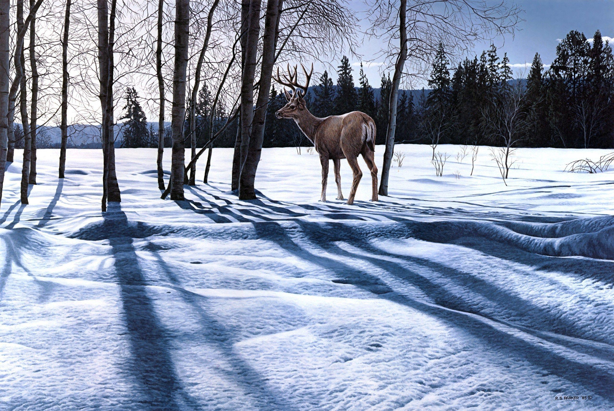 2560x1715 Awesome Full HD Winter Animals Nature Wallpaper