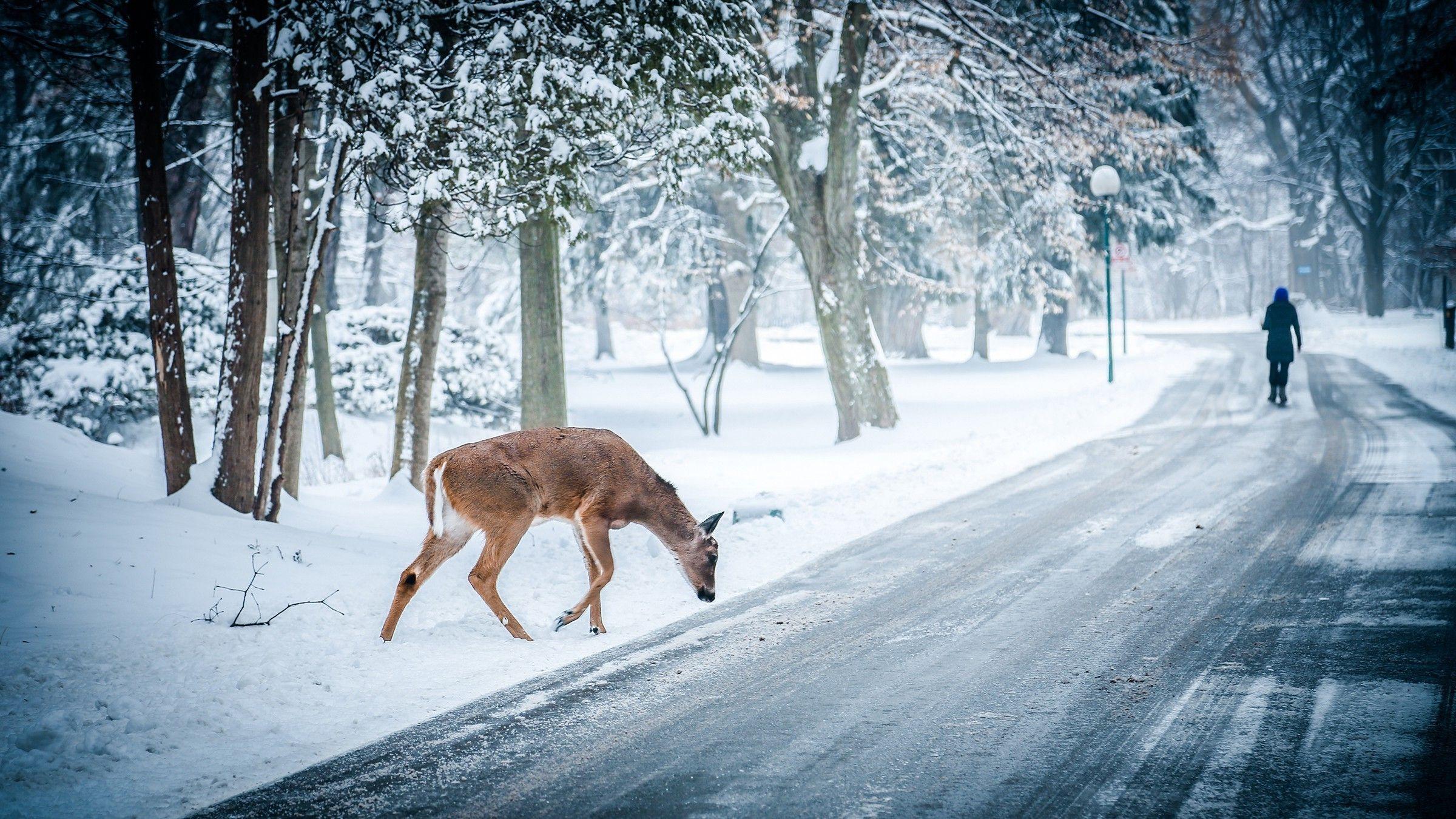 2400x1350 Winter Scene Wallpaper