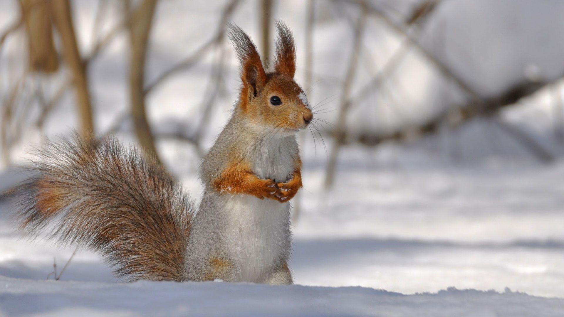 1920x1080 Cute Winter Animal Wallpaper