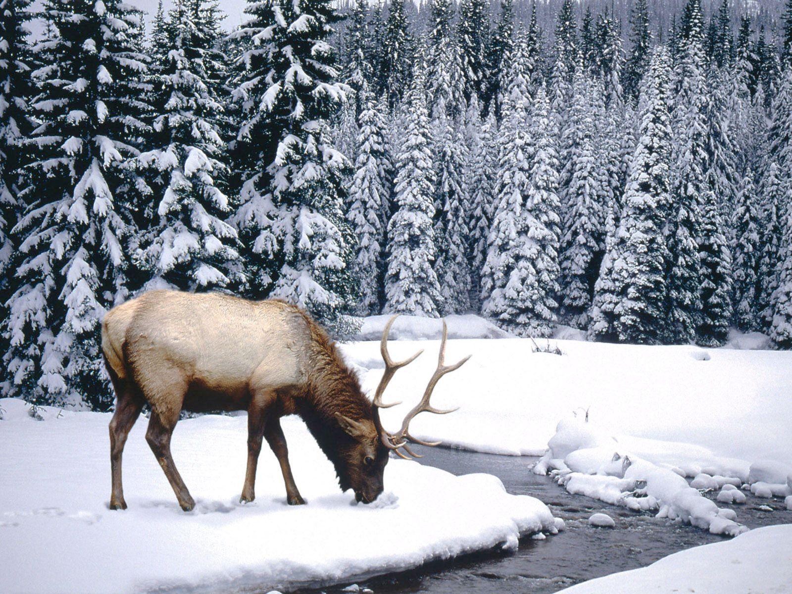 1600x1200 winter animal scenes wallpaper