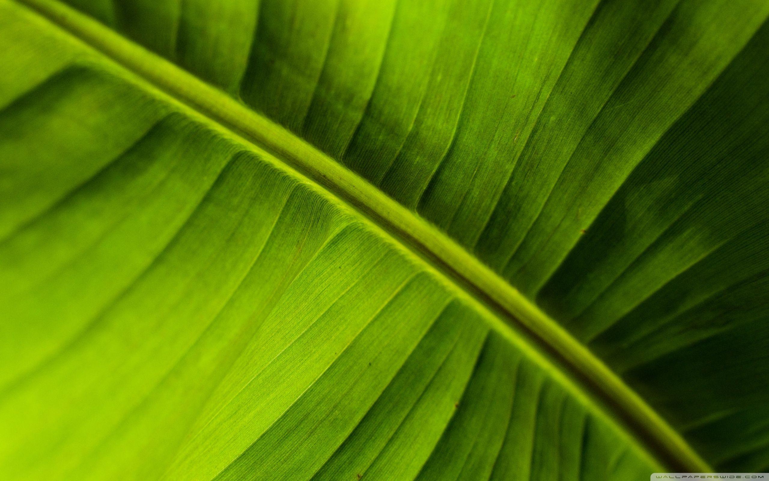 Banana Leaf Wallpapers - Top Free Banana Leaf Backgrounds - WallpaperAccess