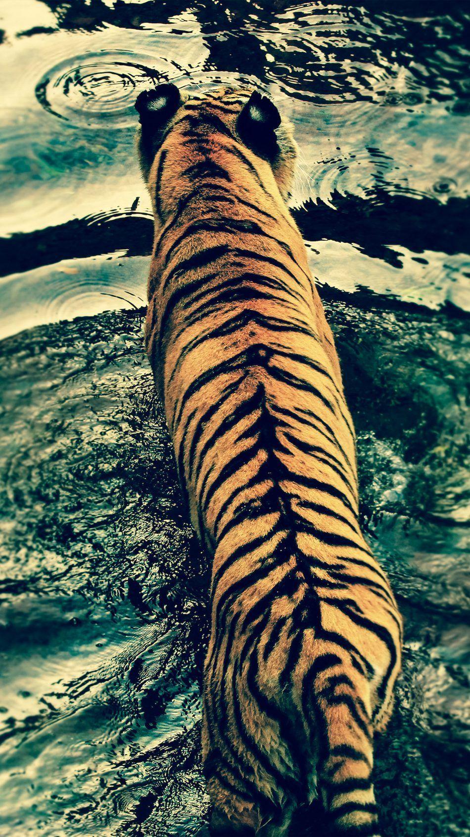950x1689 Download Tiger River Photography Free Pure 4K Ultra HD