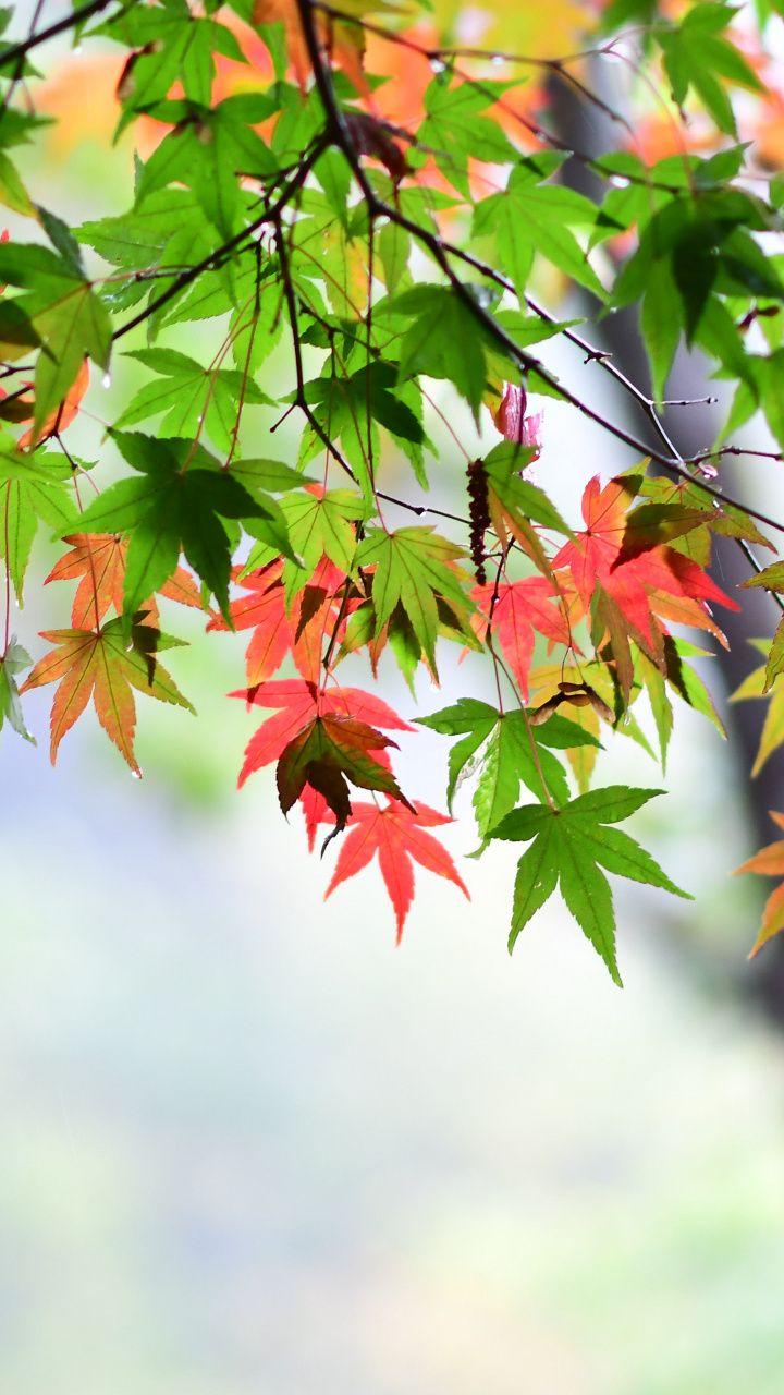 720x1280 Maple Leaf, Leaves, Spring, Wallpaper Leaf