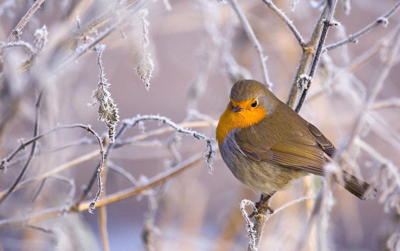 Winter Bird Wallpapers - Top Free Winter Bird Backgrounds - WallpaperAccess
