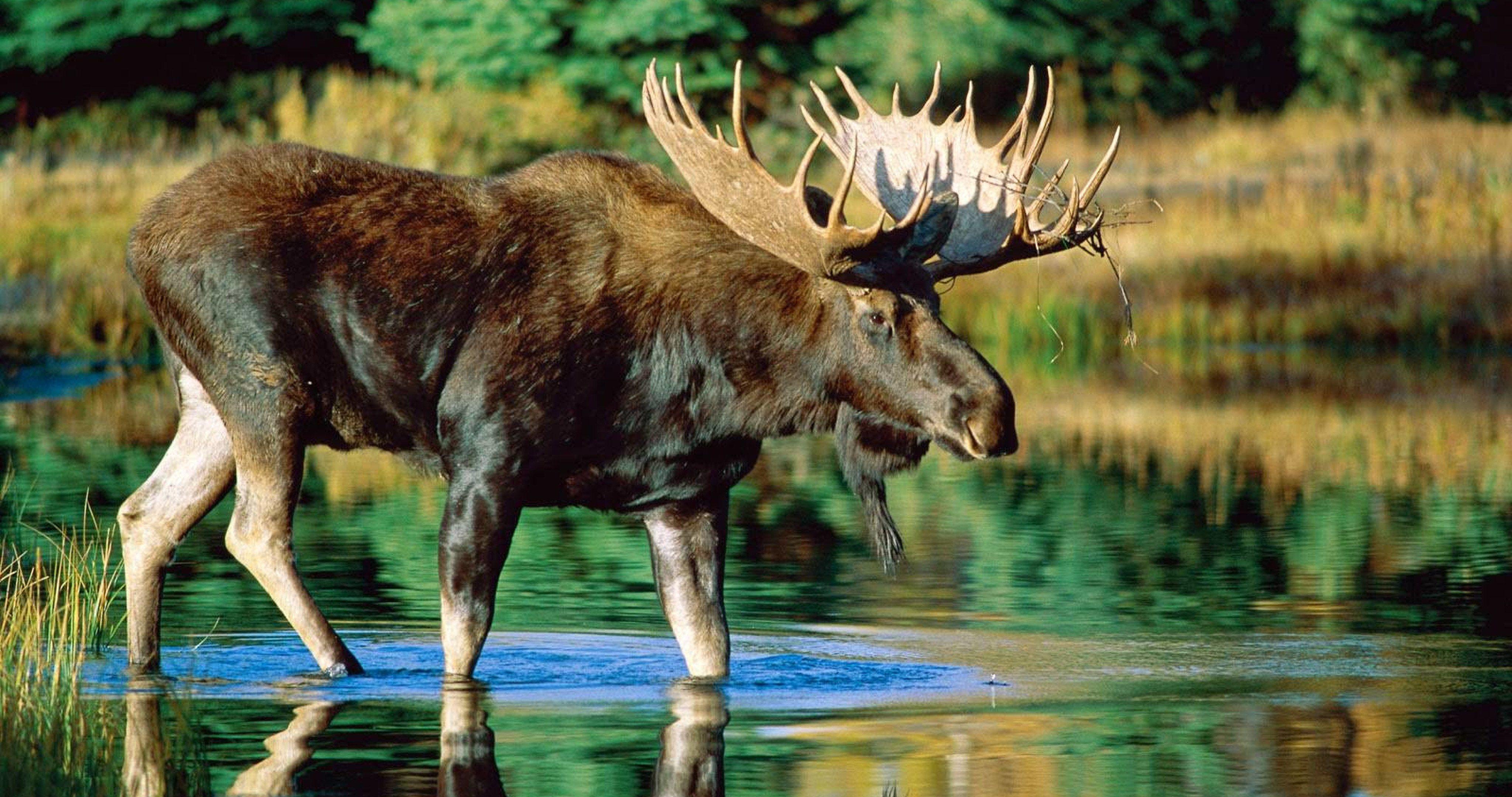 4096x2160 Wild Animal HD 4k Ultra HD Wallpaper High Quality