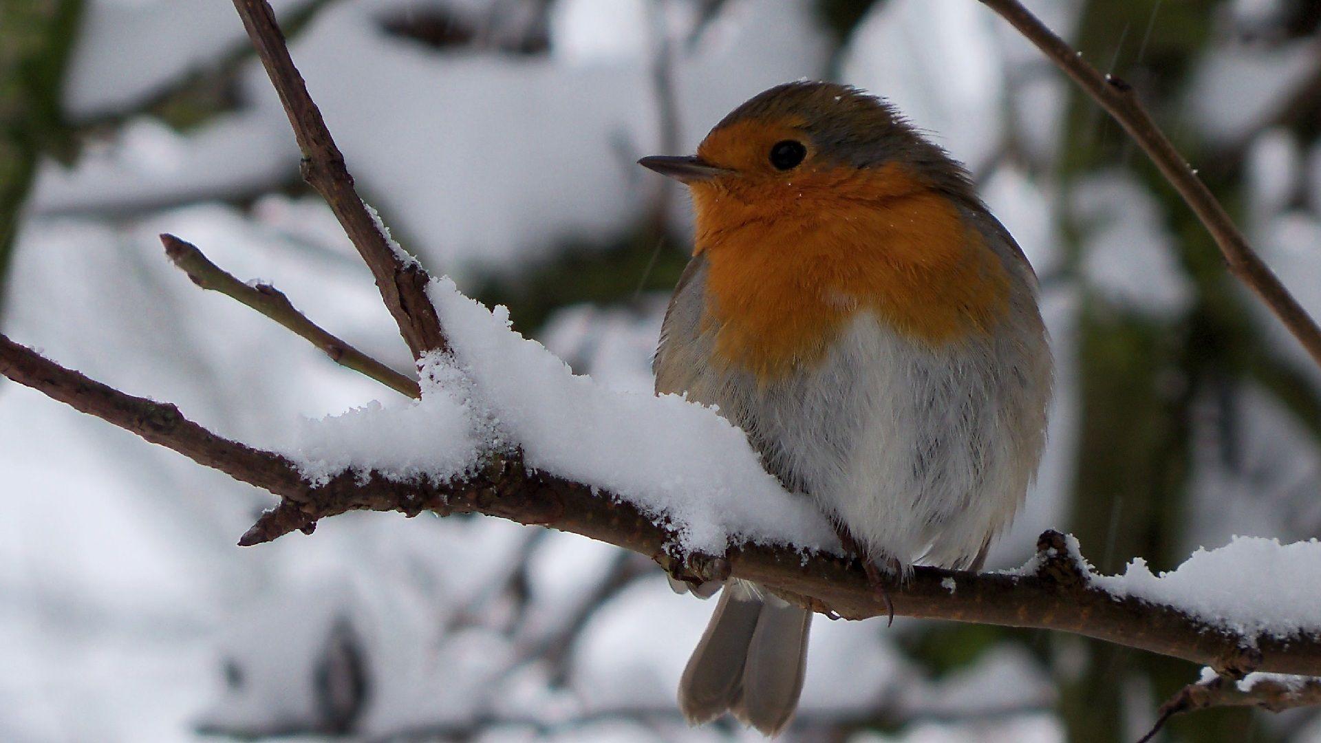 Winter Bird Wallpapers - Top Free Winter Bird Backgrounds - WallpaperAccess