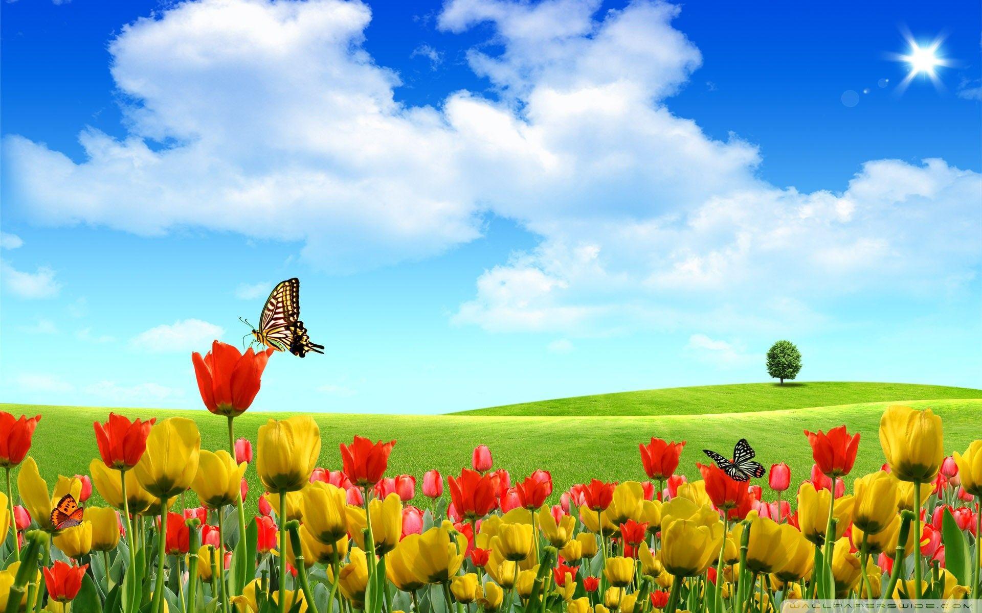 Hình nền 1920x1200 Cảnh thiên nhiên mùa xuân (hình ảnh trong Bộ sưu tập)