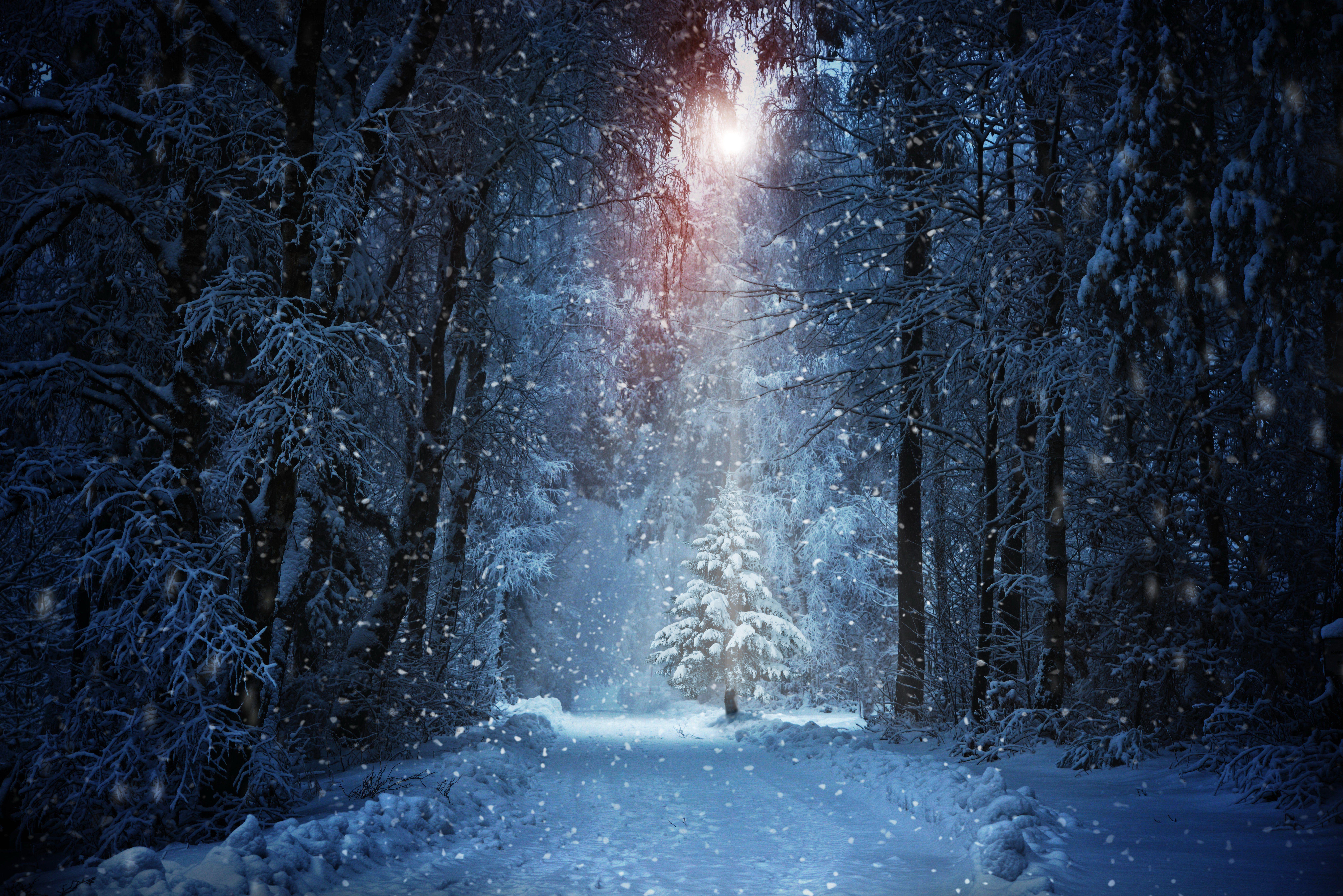 8000x5339 Winter snow nature landscape wallpaperx5339