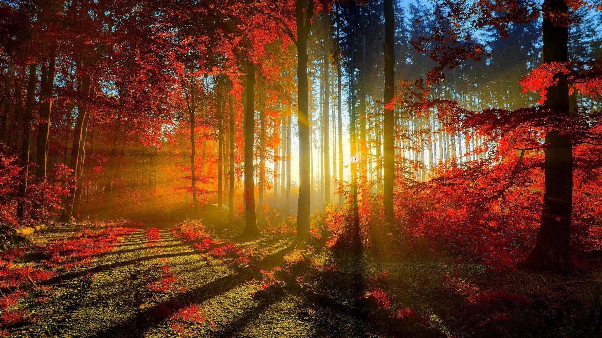 1920x1080 Desktop Wallpaper Fall Scenes
