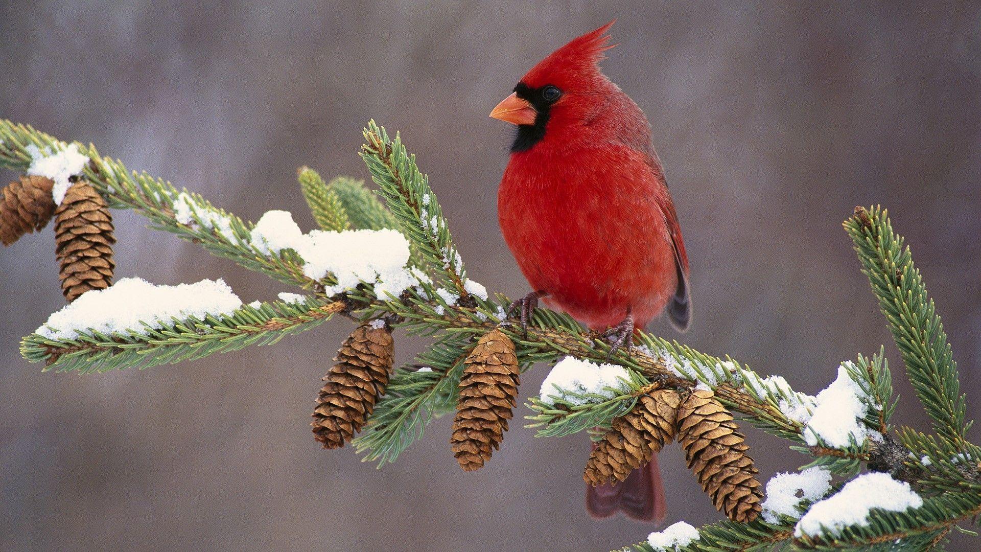 1920x1080 Winter cardinal wallpaper Gallery