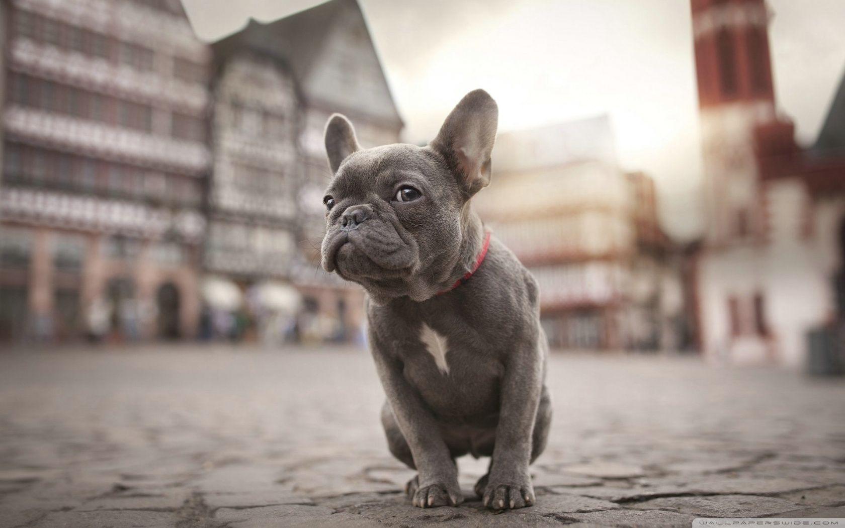 French Bulldog Wallpapers - Top Free French Bulldog Backgrounds - WallpaperAccess