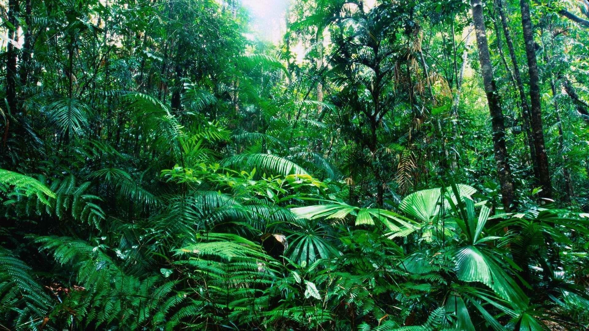 1920x1080 Rainforest Wallpaper