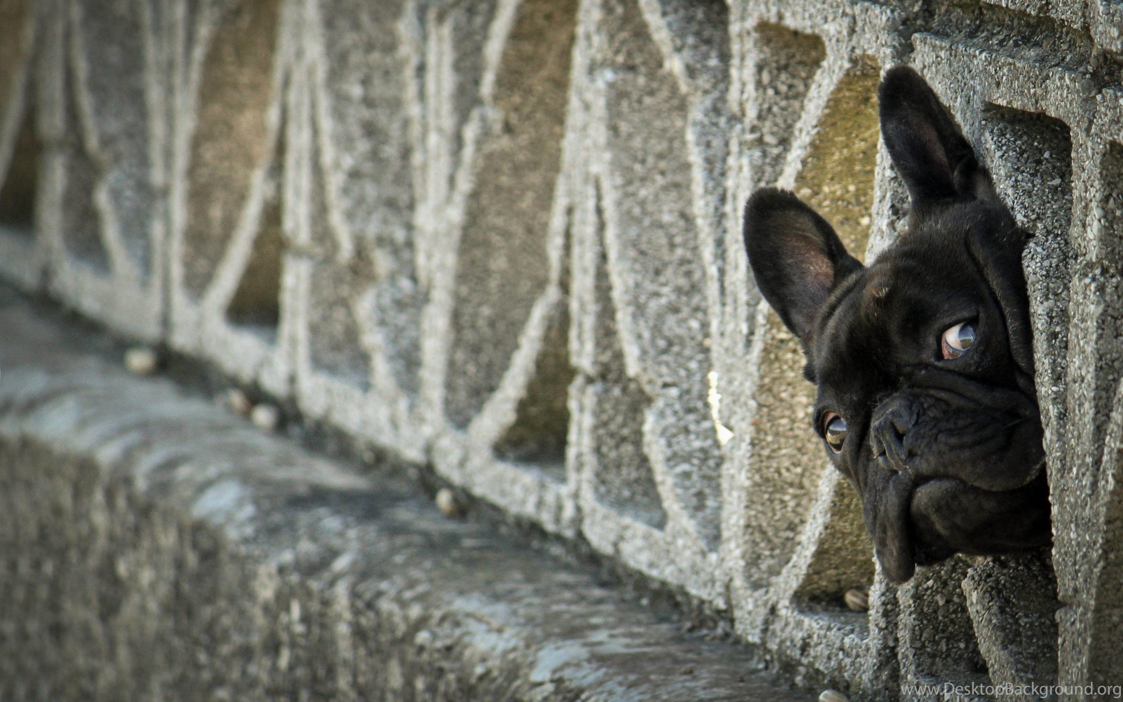3840x2400 Ultra HD 4K French Bulldog Wallpaper HD, Desktop