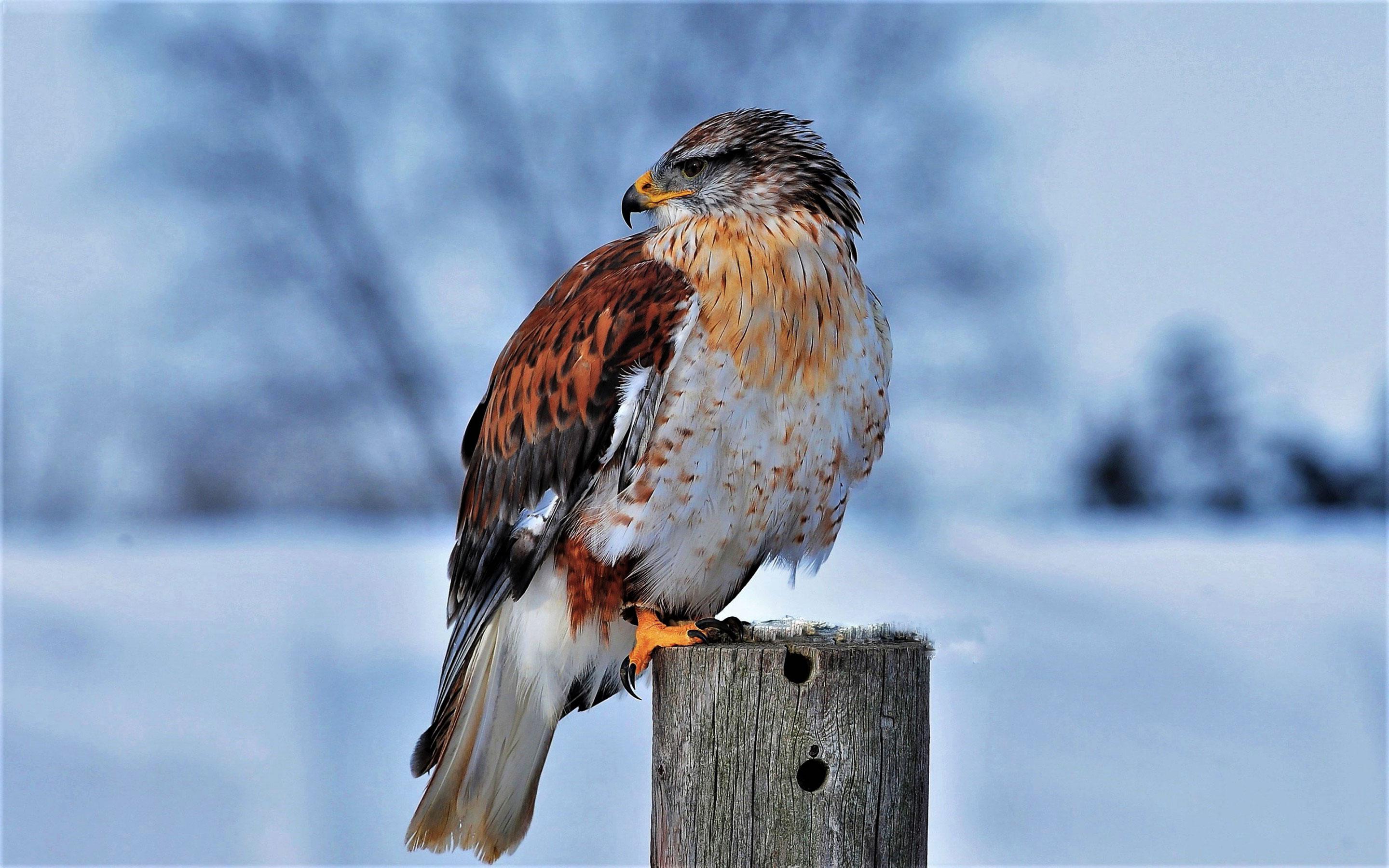 2880x1800 Ferruginous Hawk Winter Bird HD Wallpaper