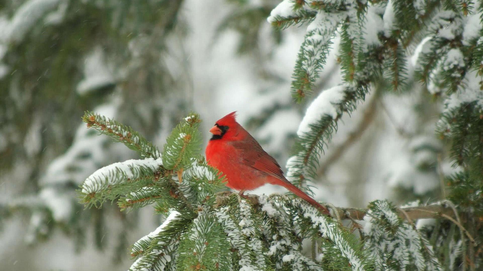 1920x1080 Red Bird Wallpaper
