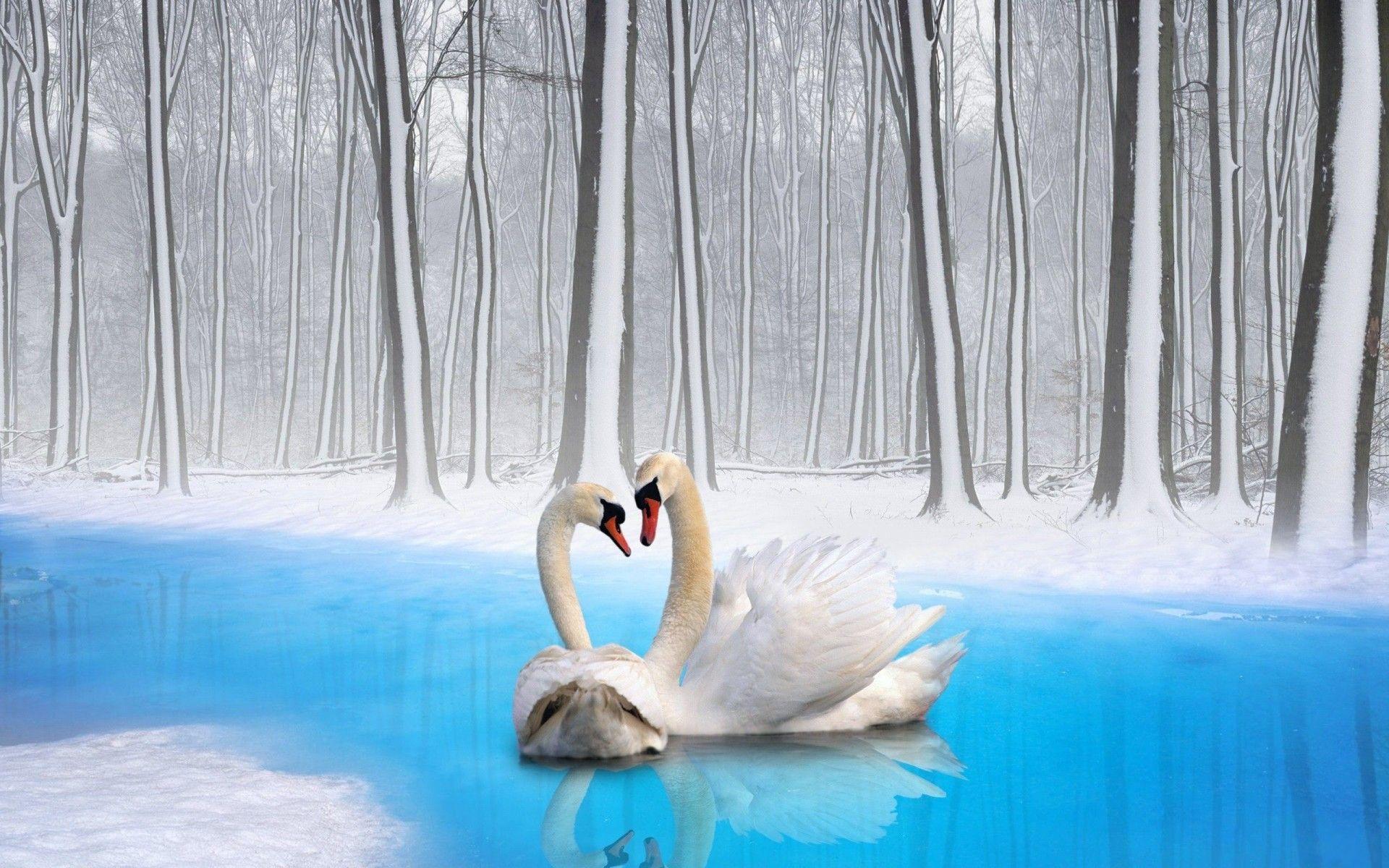 1920x1200 Swans in Winter River HD Wallpaper. Background Image