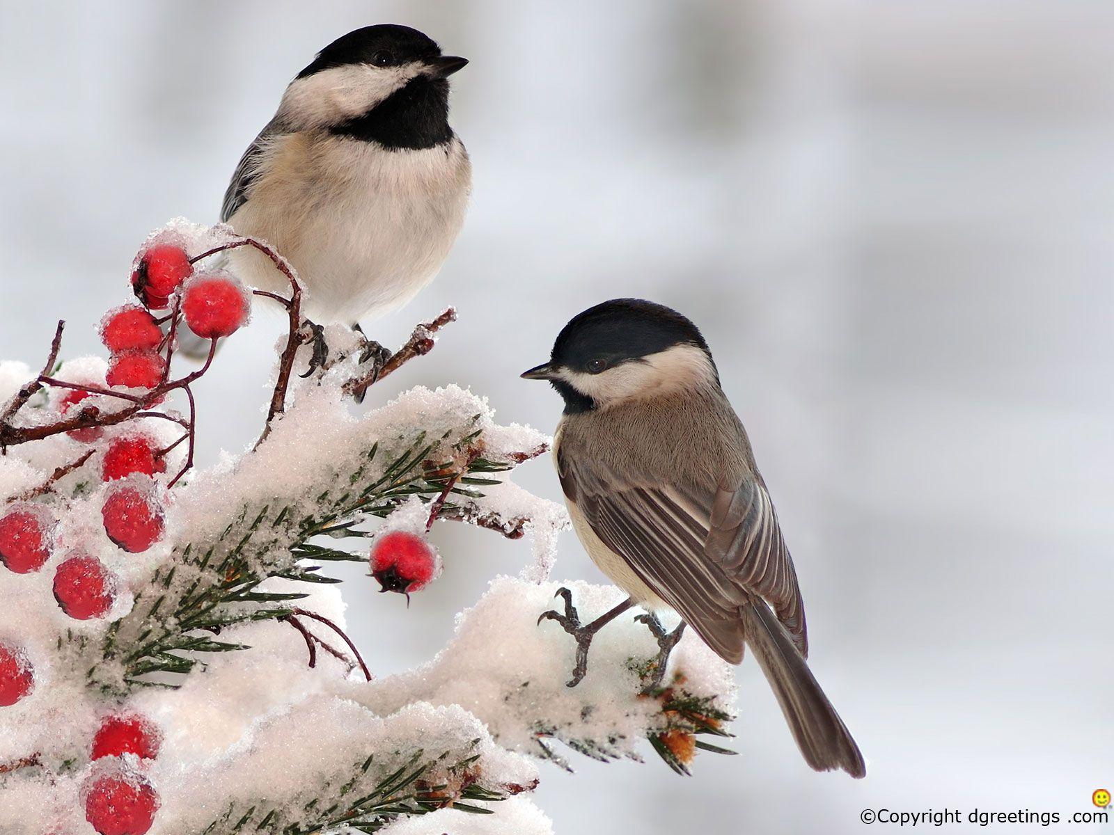 Winter Bird Wallpapers - Top Free Winter Bird Backgrounds - WallpaperAccess