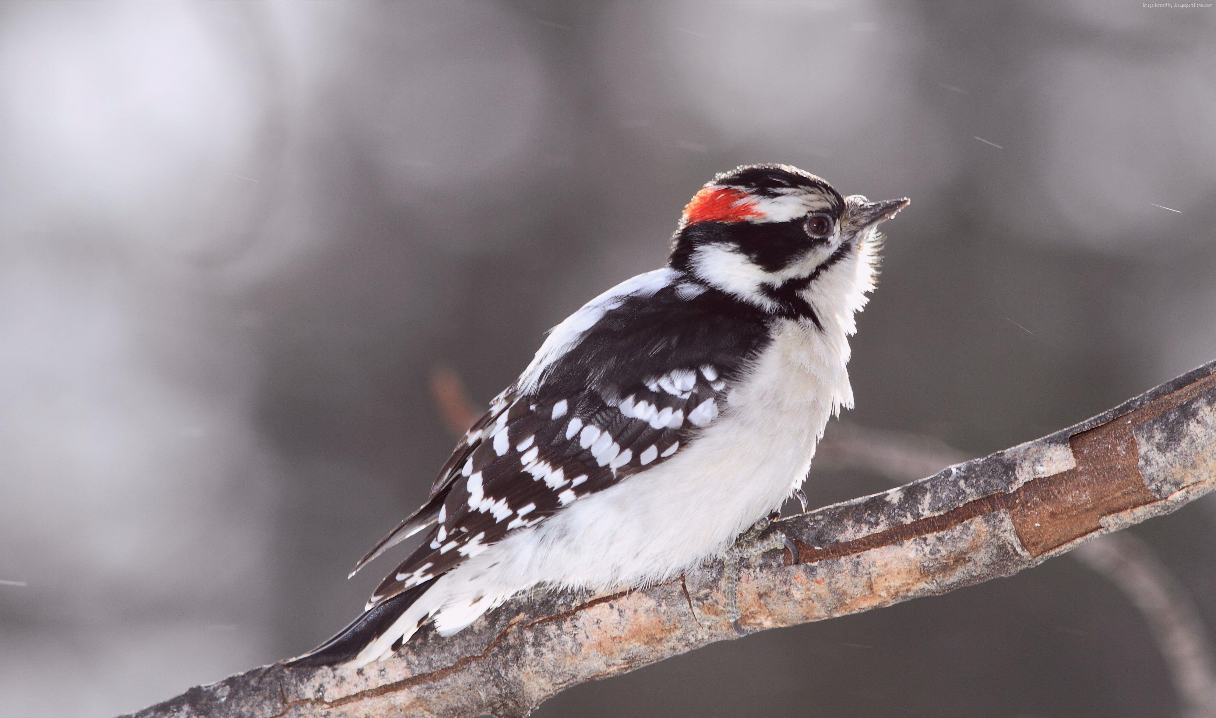 3993x2360 HD wallpaper: snow, winter, bird, white, plumage. Wallpaper