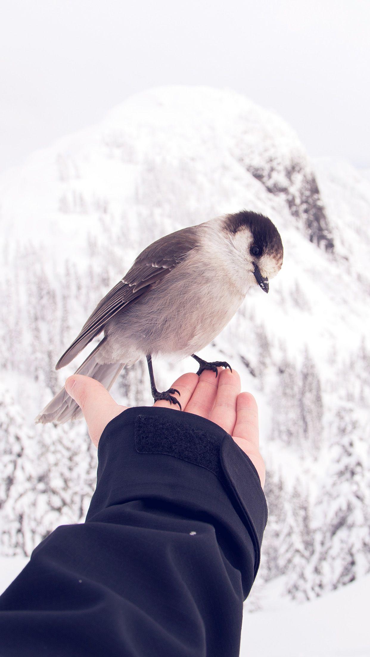 1242x2208 Bird In My Hand Snow Winter Cold Animal Android wallpaper HD wallpaper