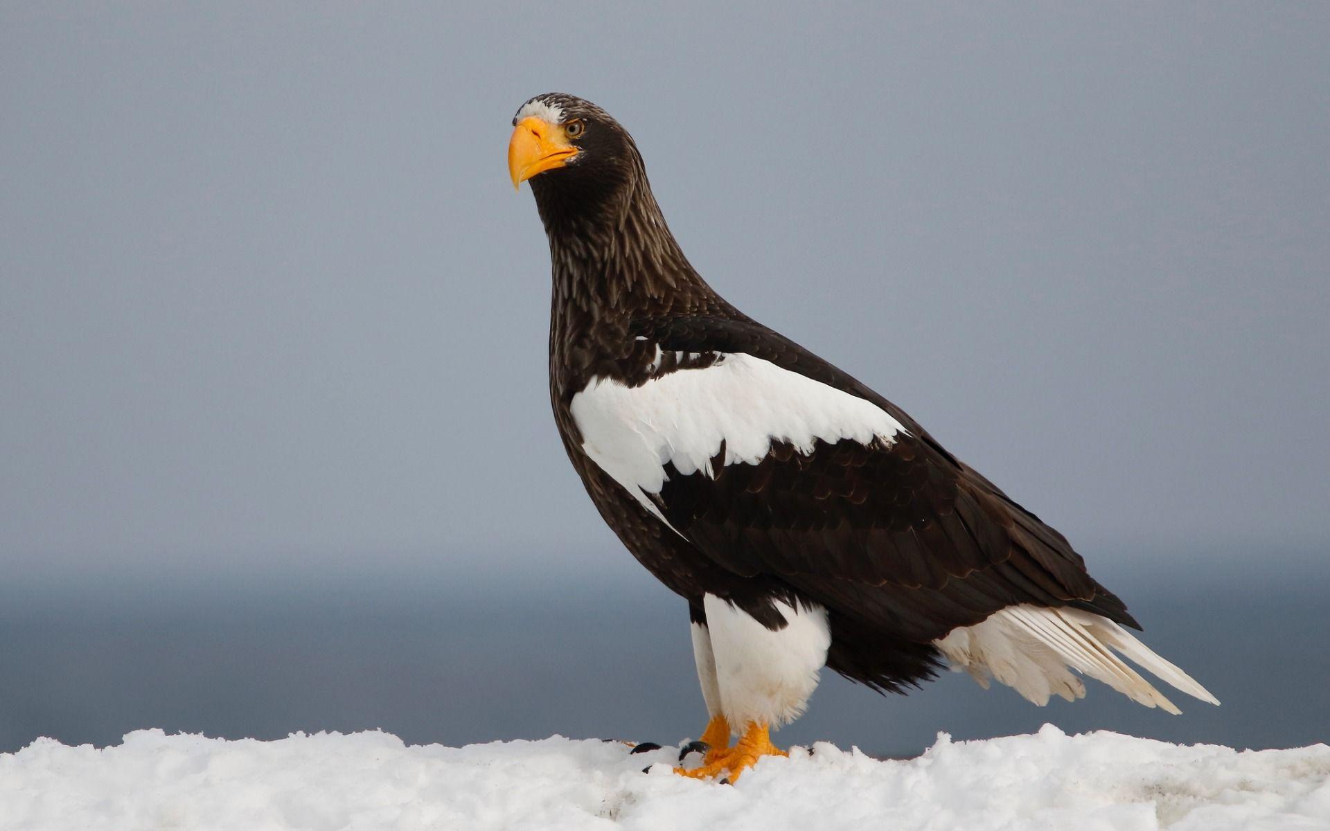 1920x1200 Download wallpaper Stellers sea eagle, winter, bird of prey