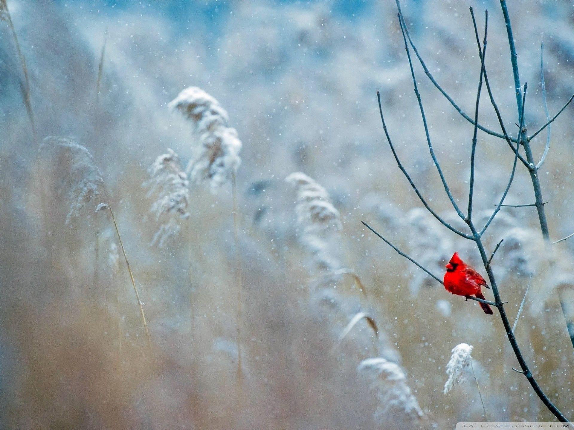 1920x1440 Cardinal Bird Wallpaper