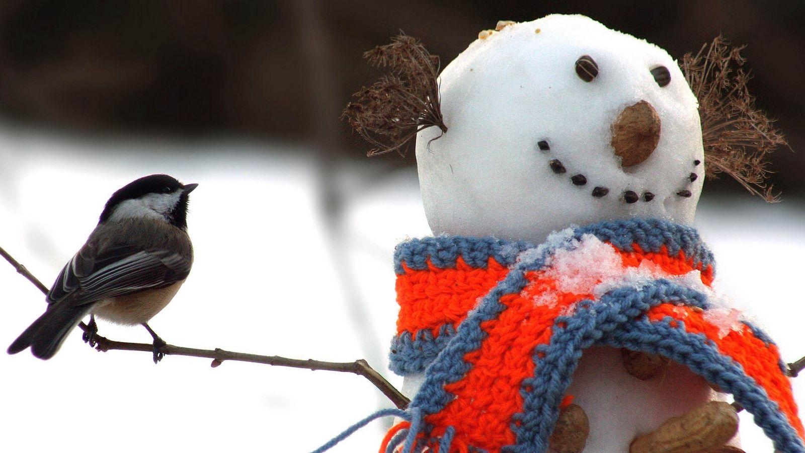 1600x900 Download wallpaper 1600x900 tomtit, bird, snowman, scarf