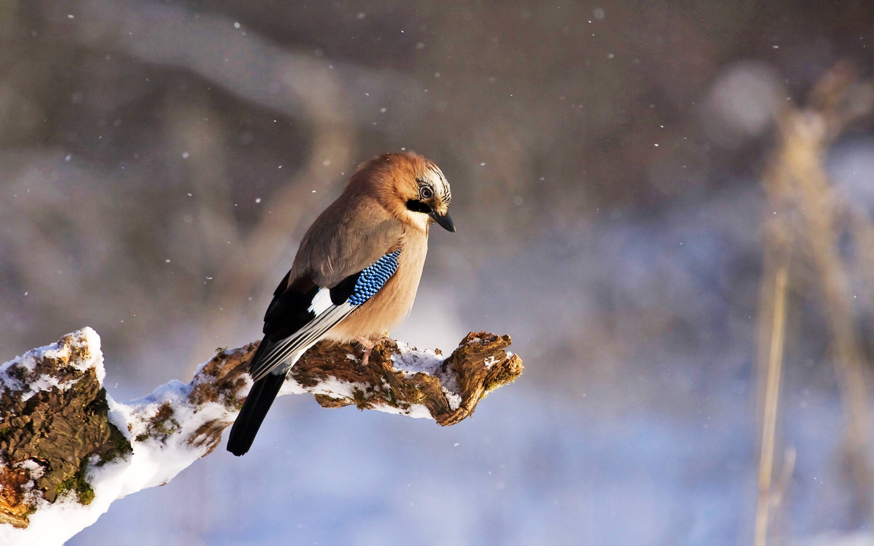 Winter Bird Wallpapers - Top Free Winter Bird Backgrounds - WallpaperAccess