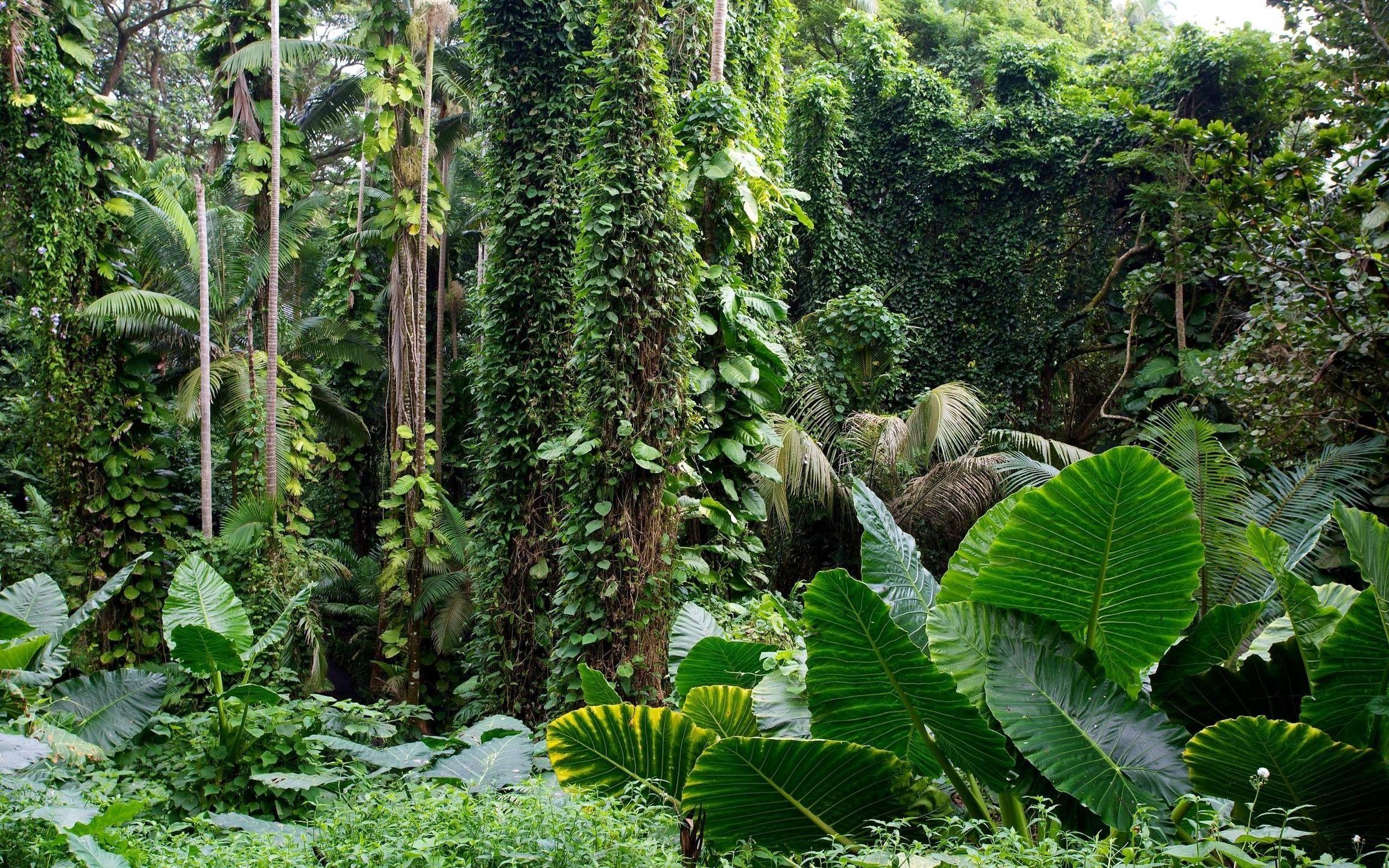 2304x1440 Rainy Forest Wallpaper
