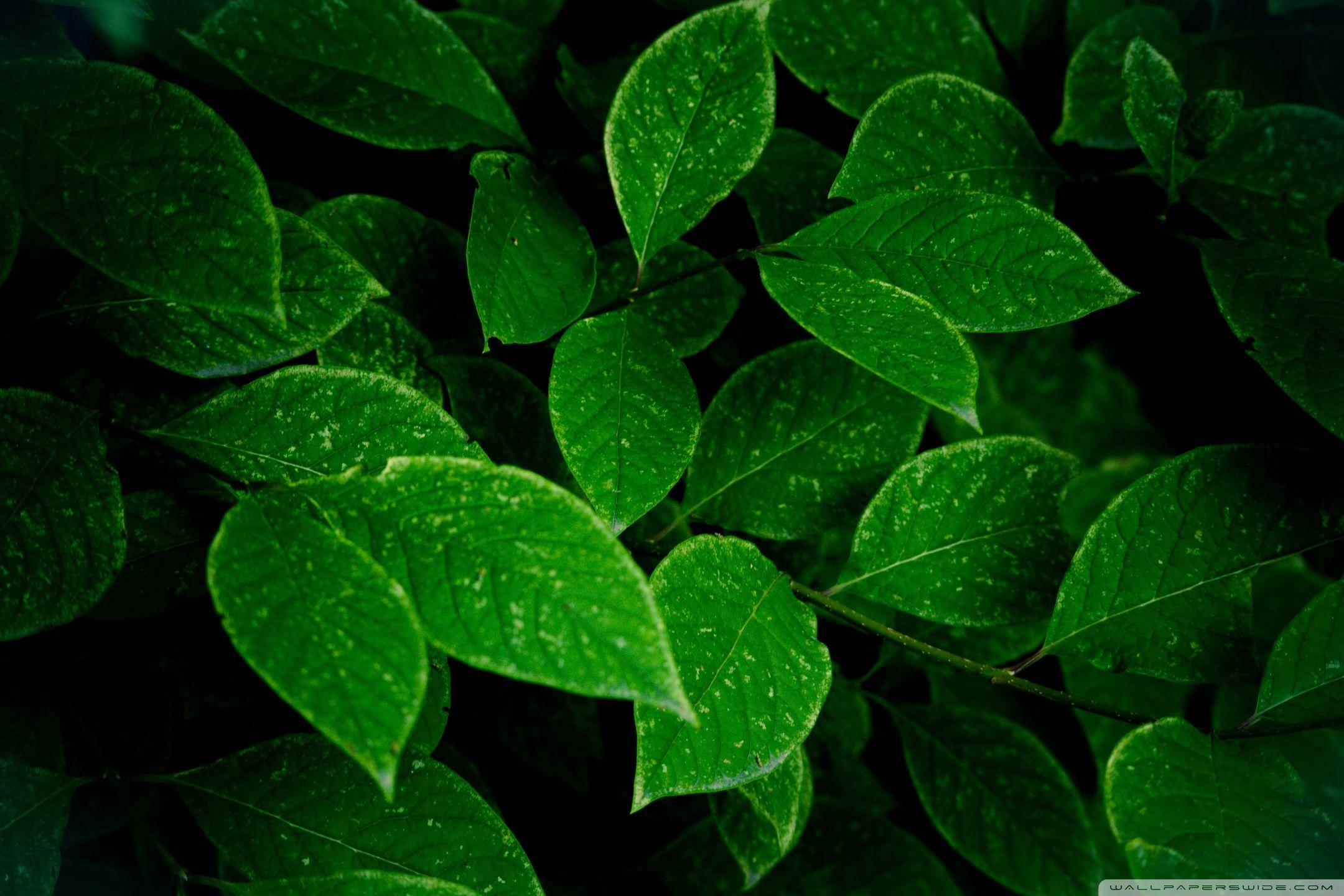 Black Leaf Wallpapers - Top Free Black Leaf Backgrounds - WallpaperAccess