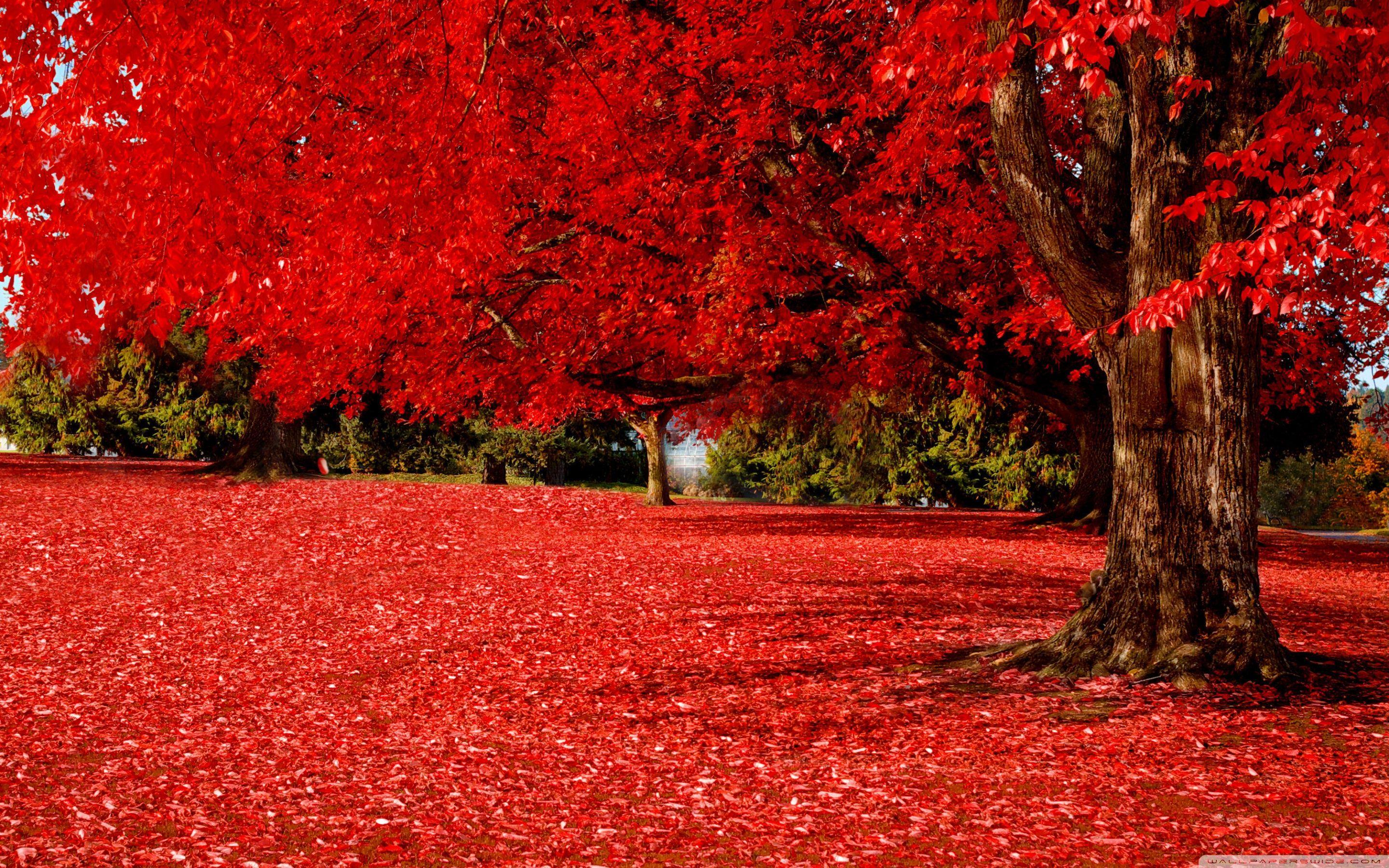 2880x1800 Red Autumn wallpaper