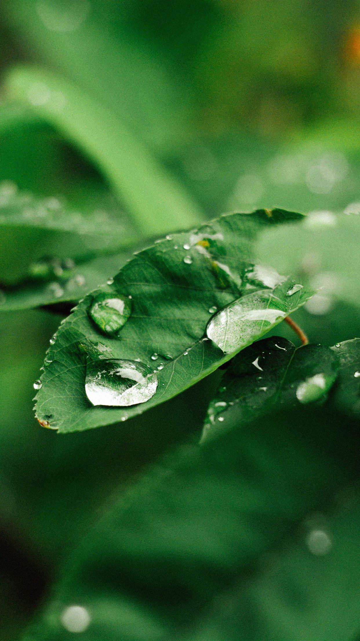 1242x2208 Leaf Rain Green Nature Forest Android wallpaper HD