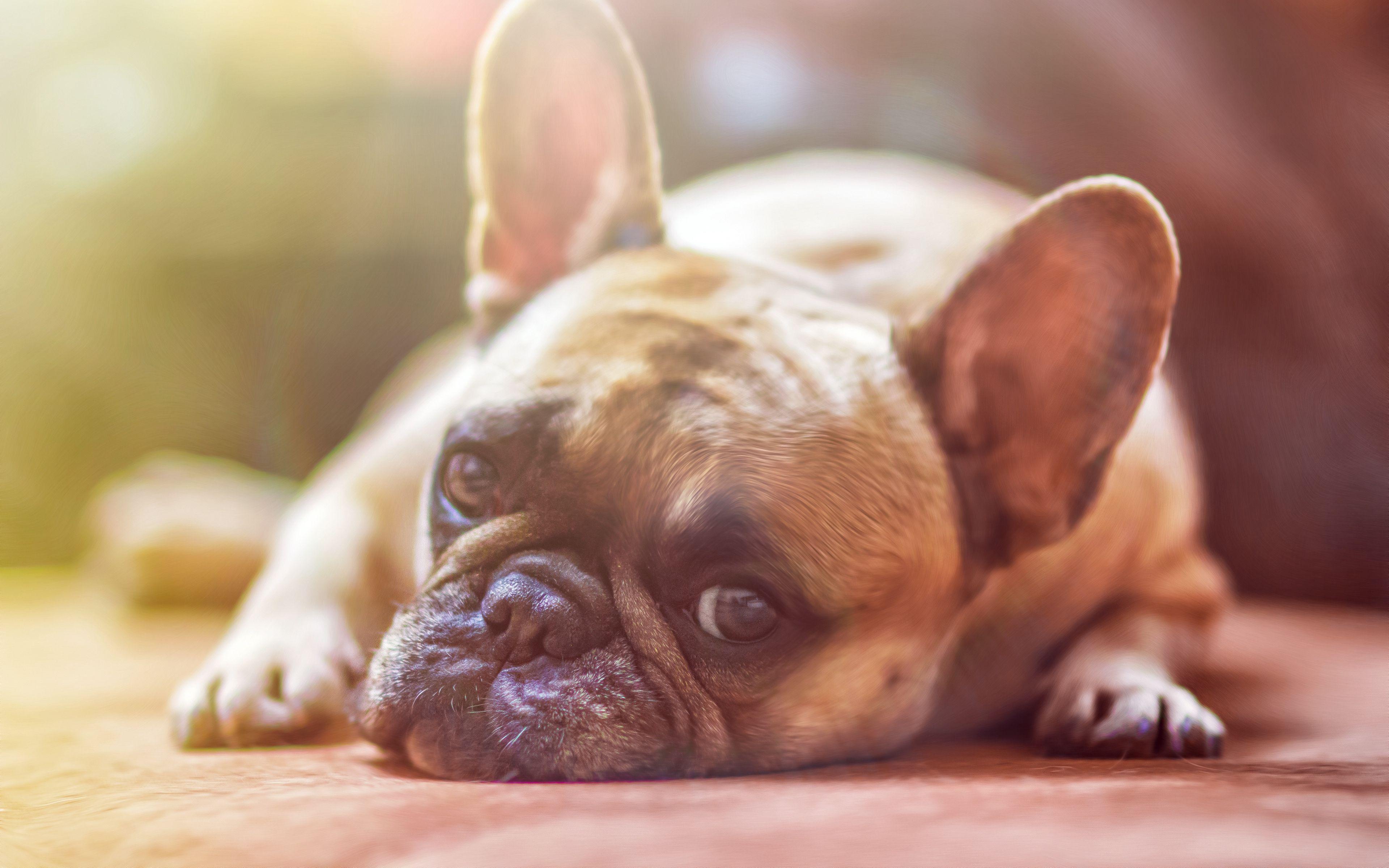 3840x2400 Download wallpaper 3840x2400 french bulldog, dog, face, eyes