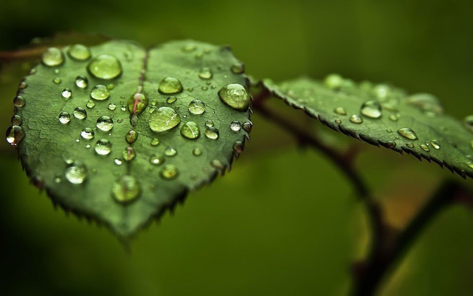 1600x1000 Water Drops on Leaf Wallpaper