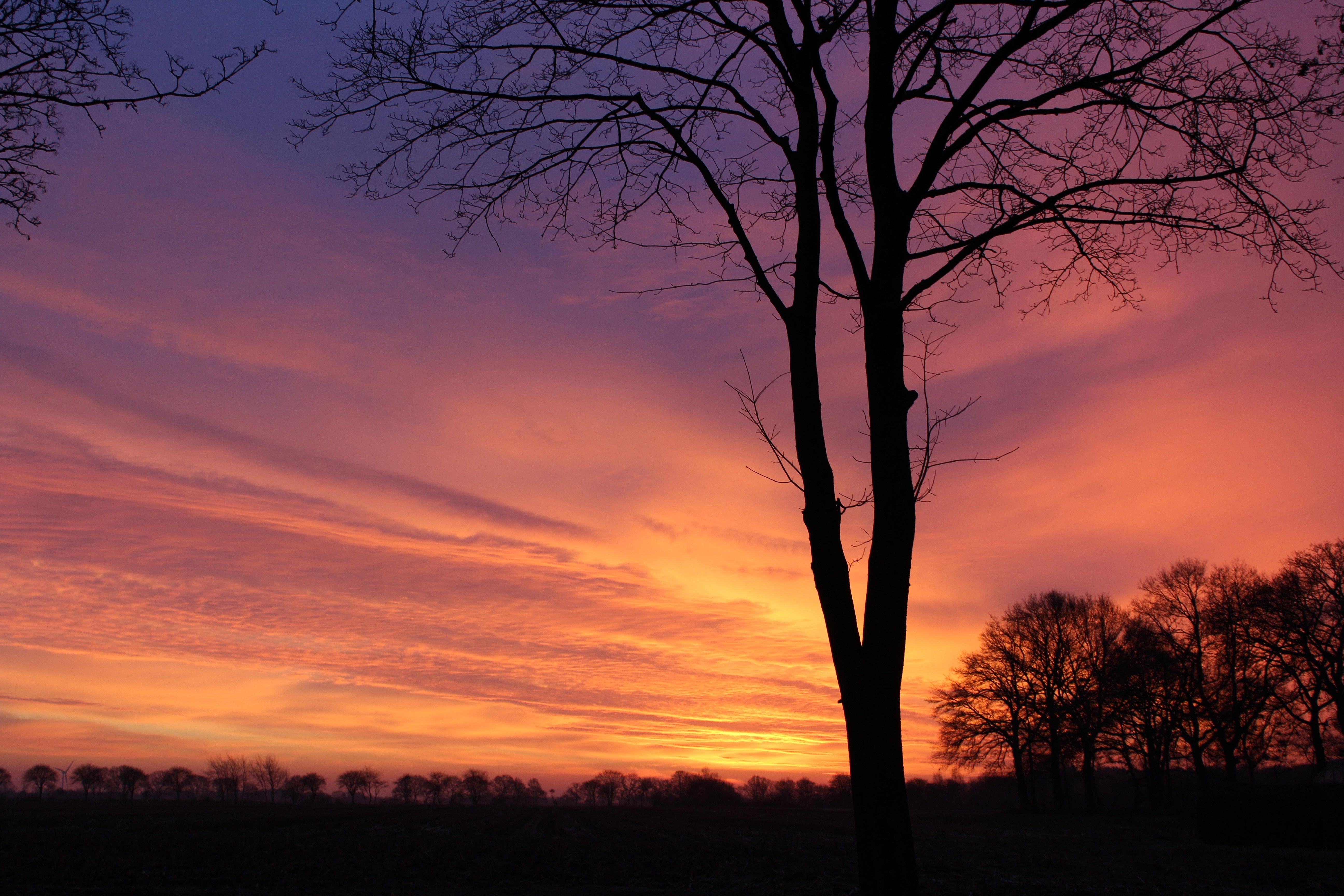 5184x3456 Winter, Skies, Trees, Nature, Sunrise, tree, sunset free