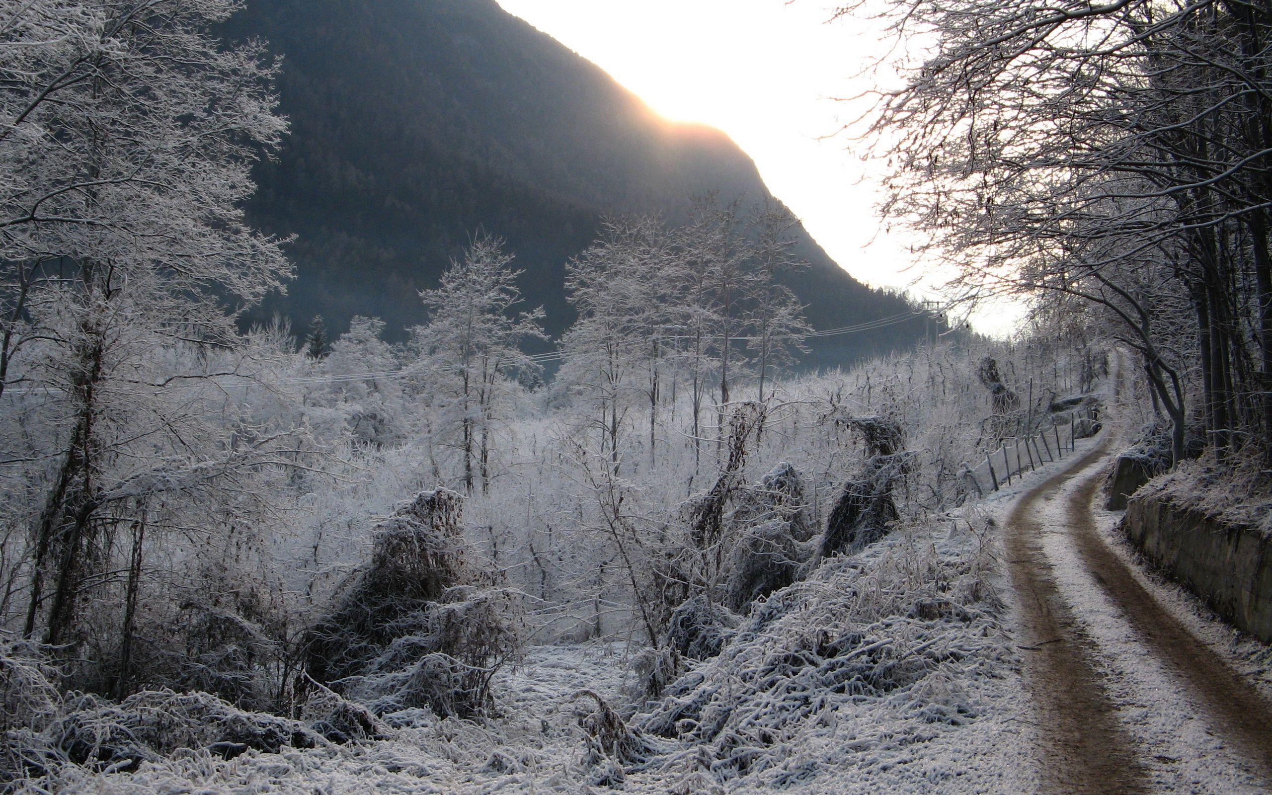 2560x1600 Download wallpaper 2560x1600 winter, hoarfrost, gray hair