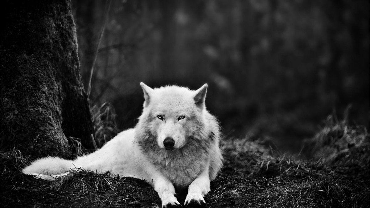 1200x675 4K Wallpaper - #Landscape #Ultra #Hd #Animal