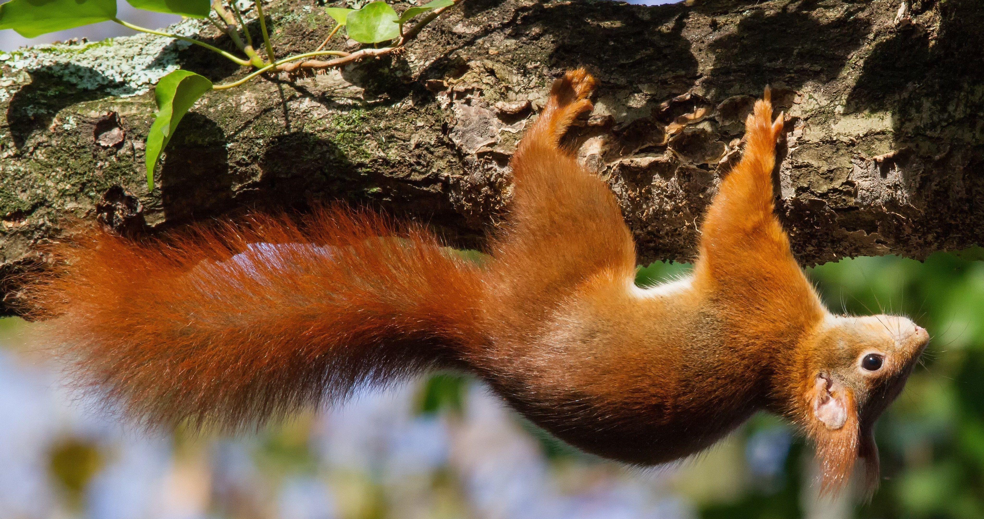 4096x2160 squirrel animal on tree 4k ultra HD wallpaper. ololoshenka