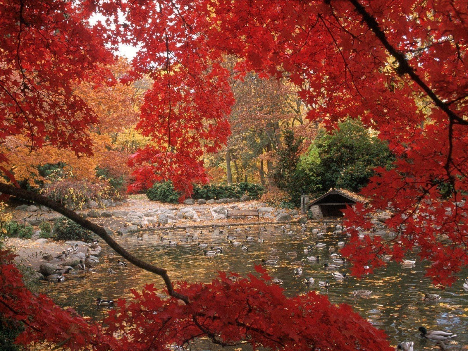 1600x1200 New Free Wallpaper Autumn Scenes FULL HD 1920×1080 For PC