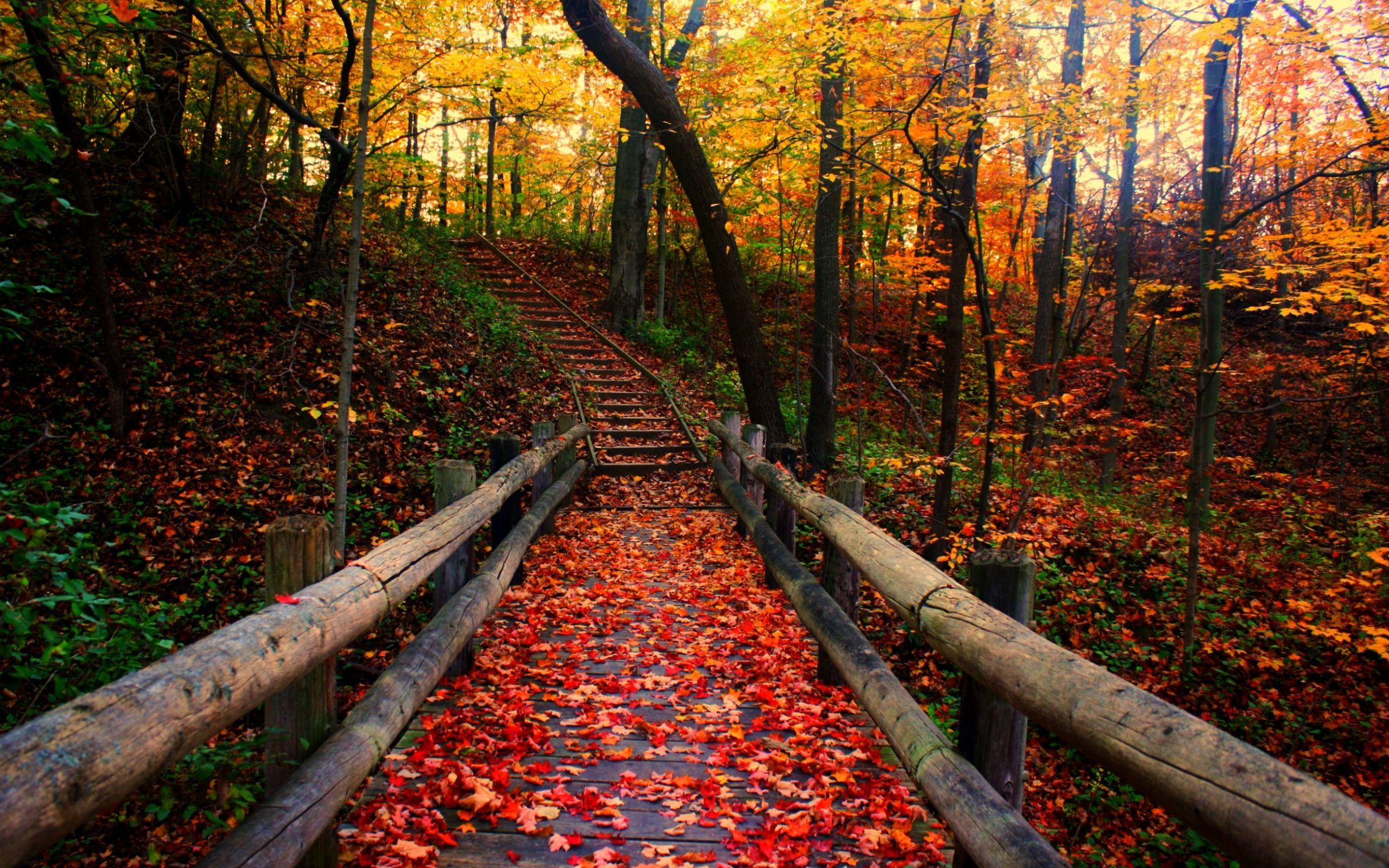 2560x1600 Autumn Scenes