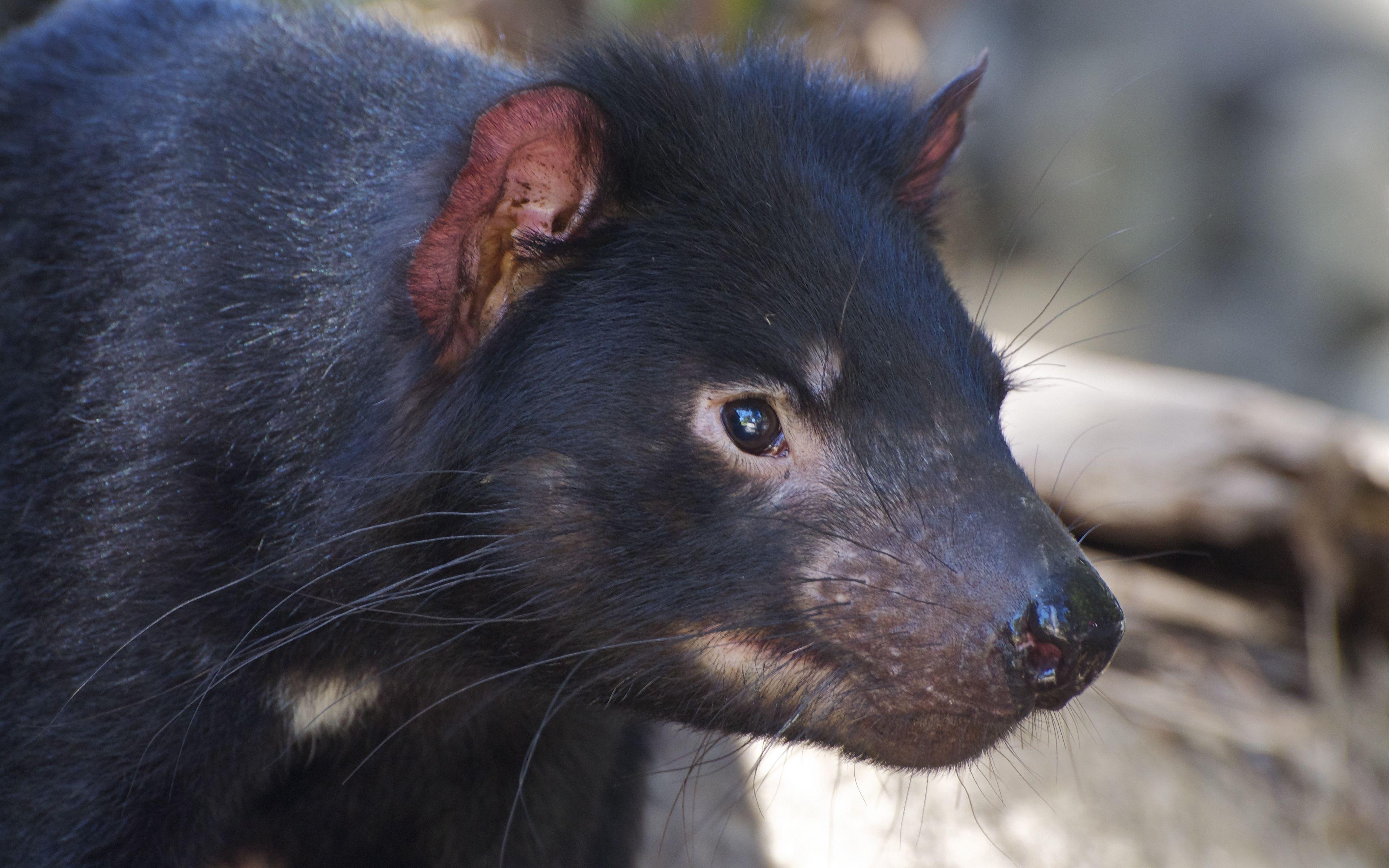 3840x2400 Download wallpaper 3840x2400 tasmanian devil, nose, hair