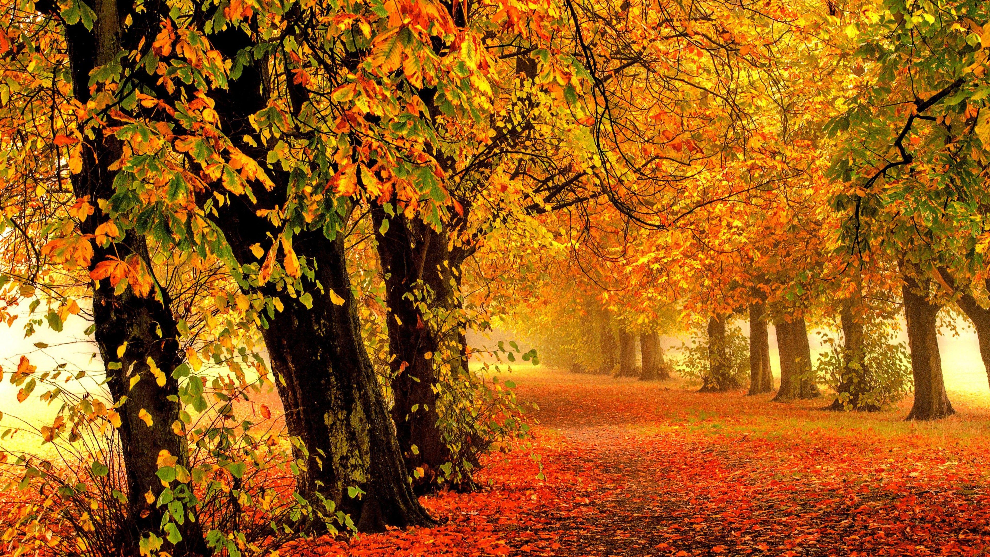 4k Ultra Hd Autumn Wallpapers Top Free 4k Ultra Hd Autumn Backgrounds Wallpaperaccess 