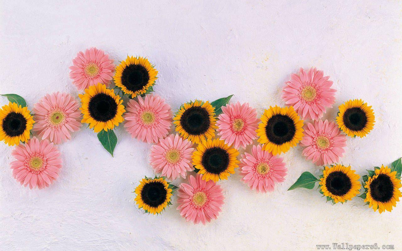 Flat Lay Sunflower Natural Background Beautiful Fresh Yellow Sunflower  With Green Leaves On Pink Background Top View Copy Space Flower Card  Wallpaper Harvest Time Agriculture Farming Stock Photo Picture And  Royalty Free
