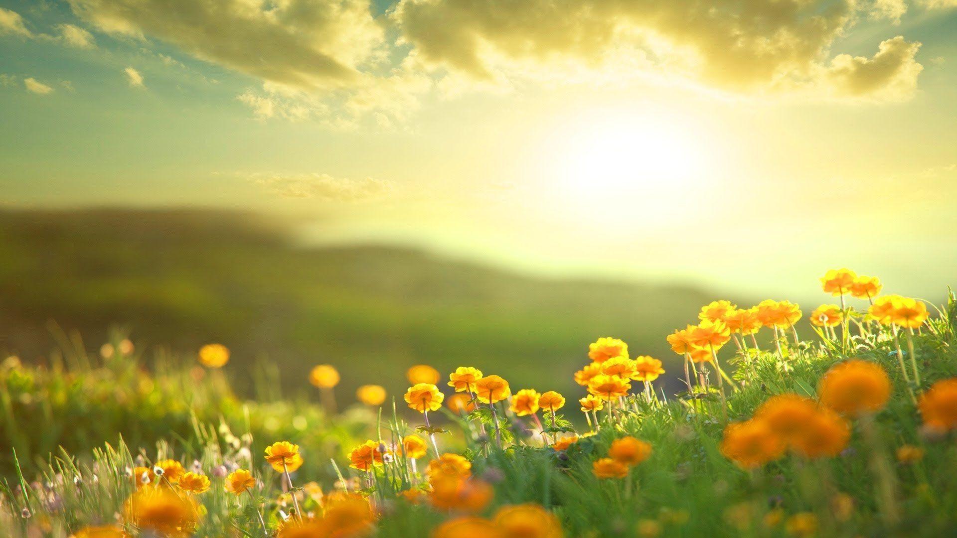 Sun And Flower Wallpapers Top Free Sun And Flower Backgrounds 