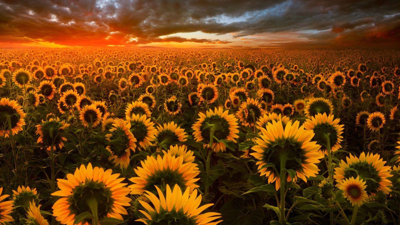 Sunflower Laptop Wallpapers Top Free Sunflower Laptop Backgrounds Wallpaperaccess