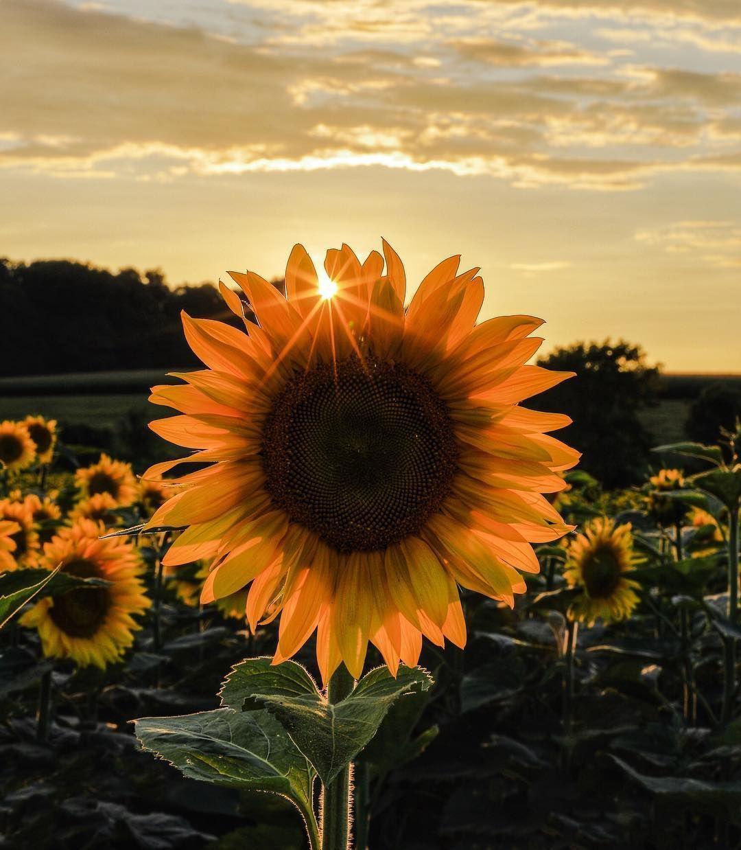 lulucounter: Sunflowers And Roses Wallpaper : Rose And Sunflower