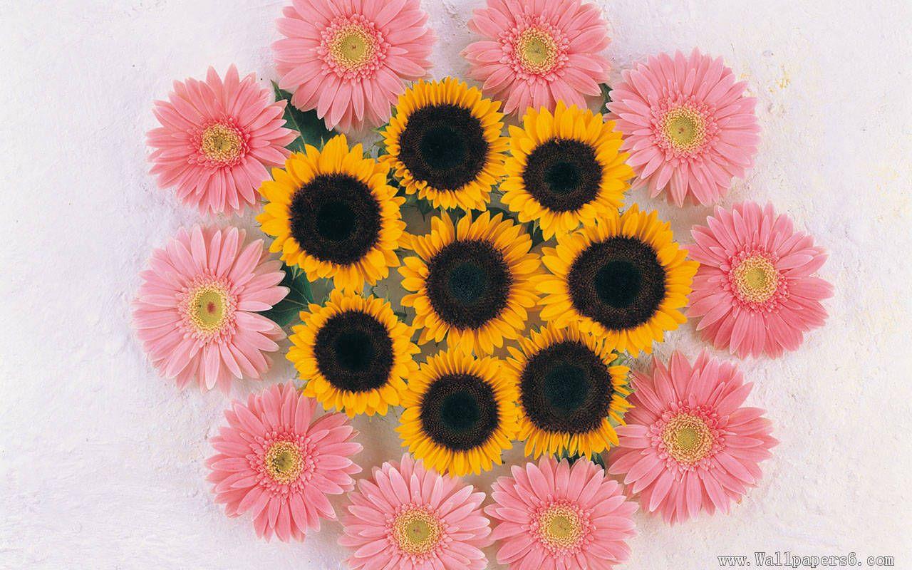 Sunflower Pink Mobile Phone Wallpaper Background Wallpaper Image For Free  Download  Pngtree