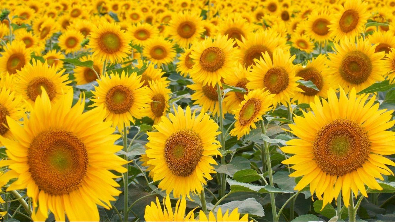 Sunflower Laptop Wallpapers - Top Free Sunflower Laptop Backgrounds ...