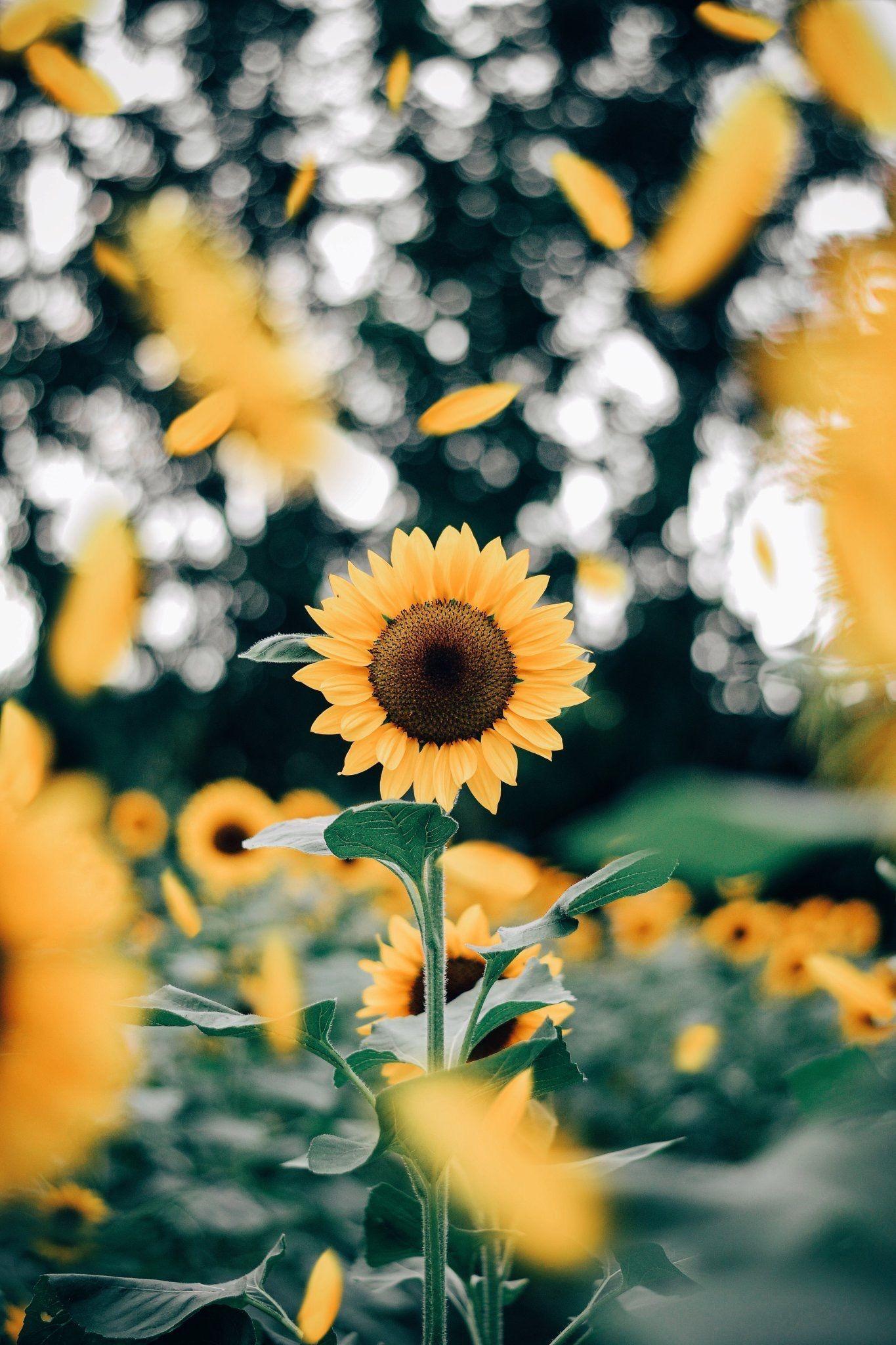 Sunflowers, sun 828x1792 iPhone 11/XR wallpaper, background, picture, image