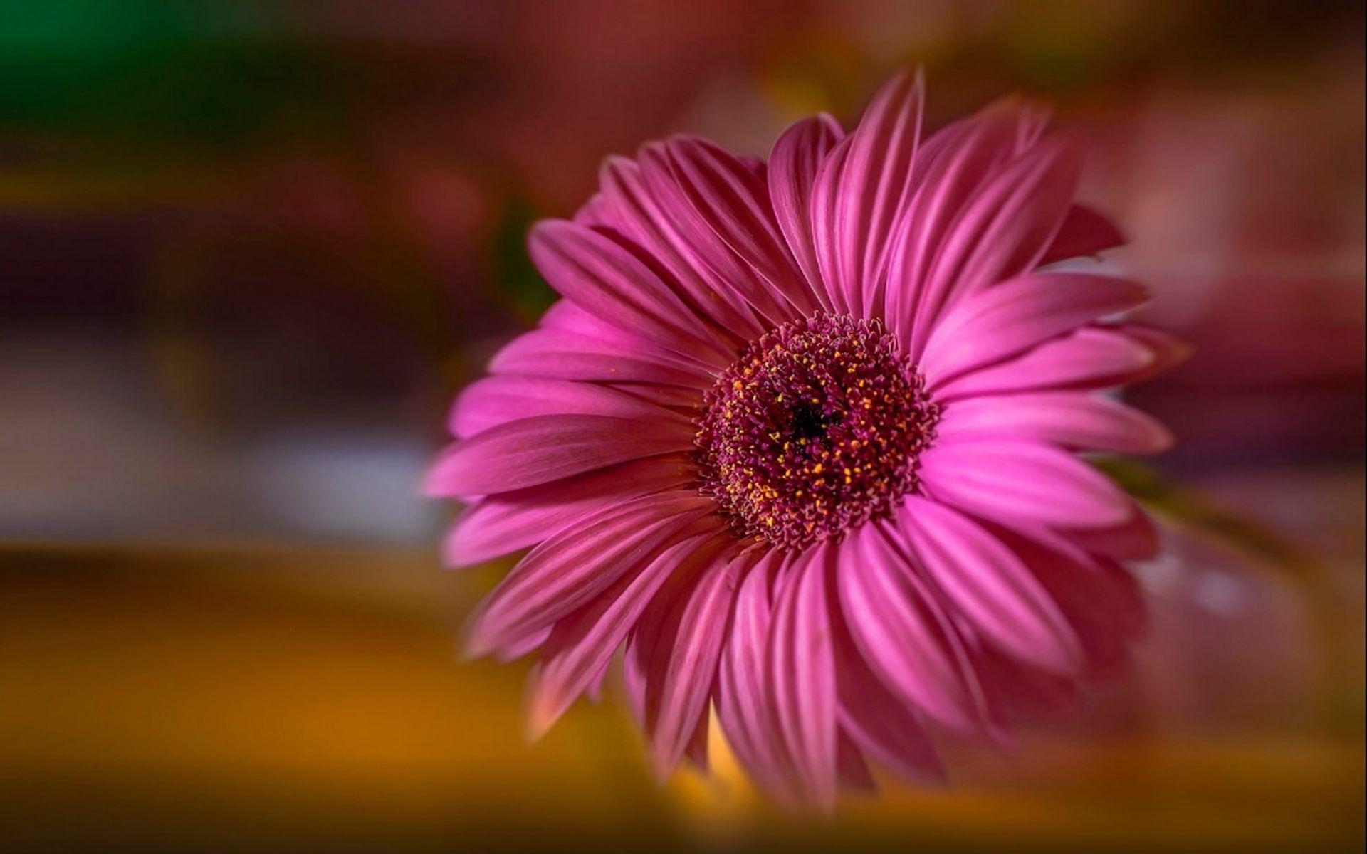 Free download Wallpaper flowers sunflower pink background images for  desktop 1332x850 for your Desktop Mobile  Tablet  Explore 44  Sunglower Background 